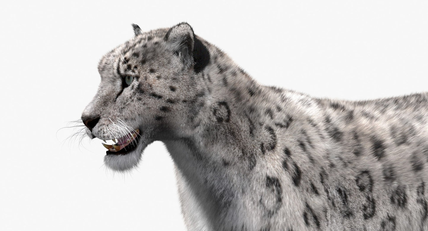 Snow Leopard 3D Model with Fur