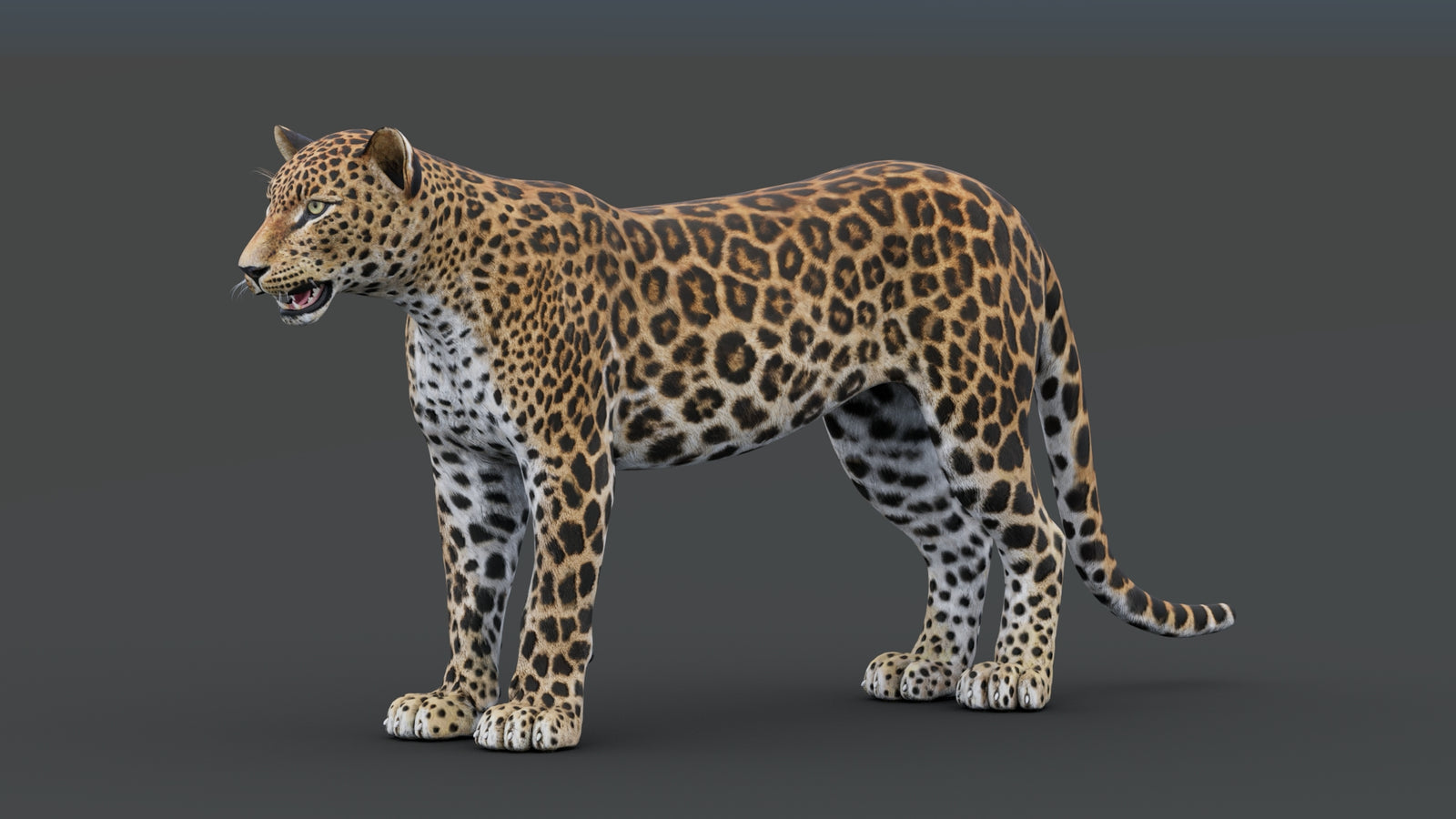 Sri Lankan Leopard 3D Model 360° view 1 frame 4