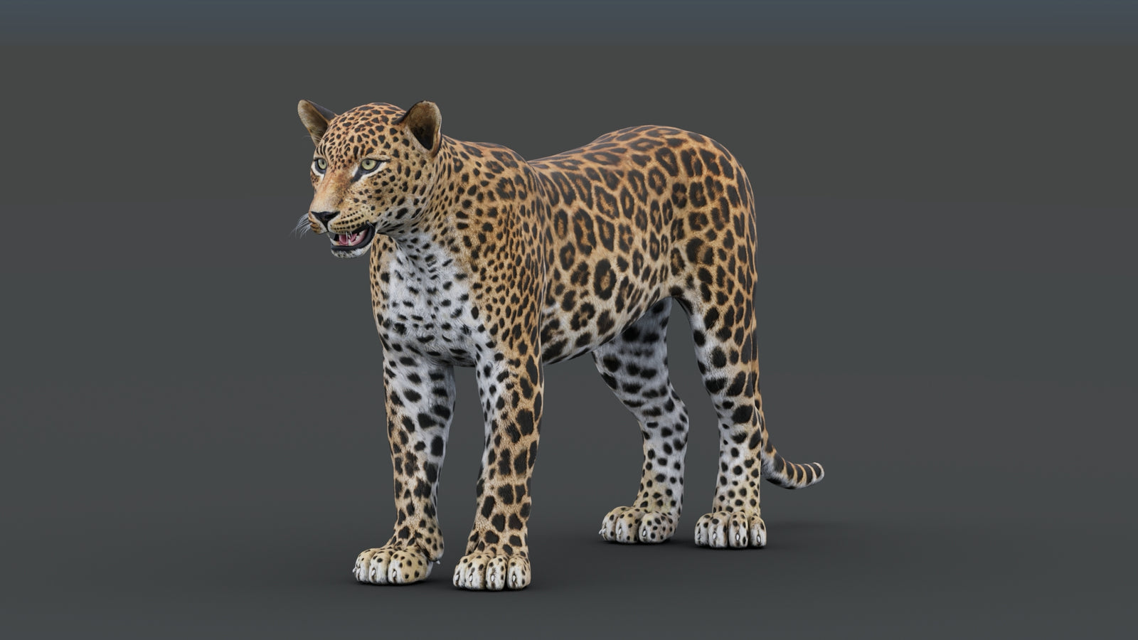 Sri Lankan Leopard 3D Model 360° view 1 frame 6
