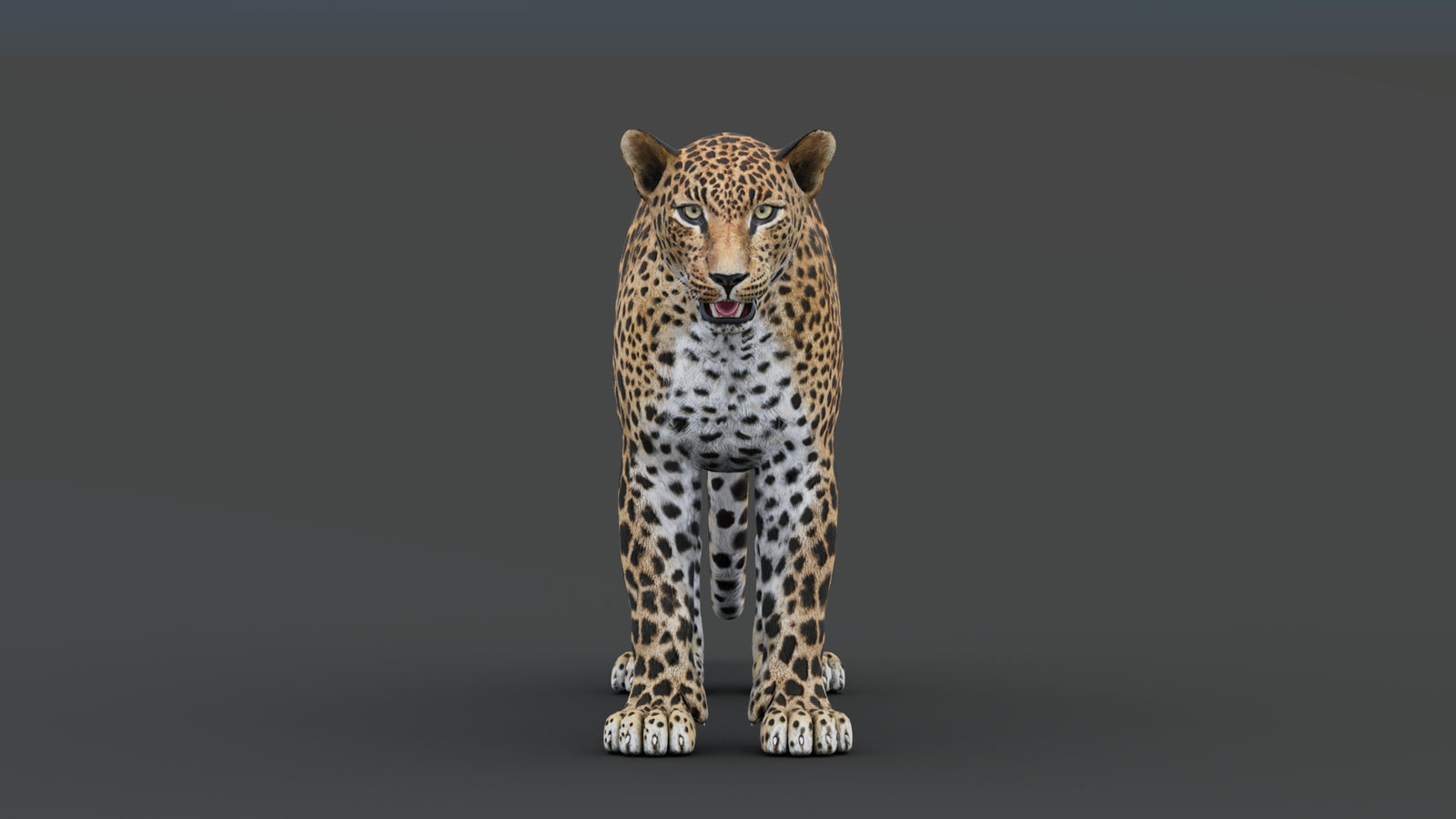Sri Lankan Leopard 3D Model 360° view 1 frame 9