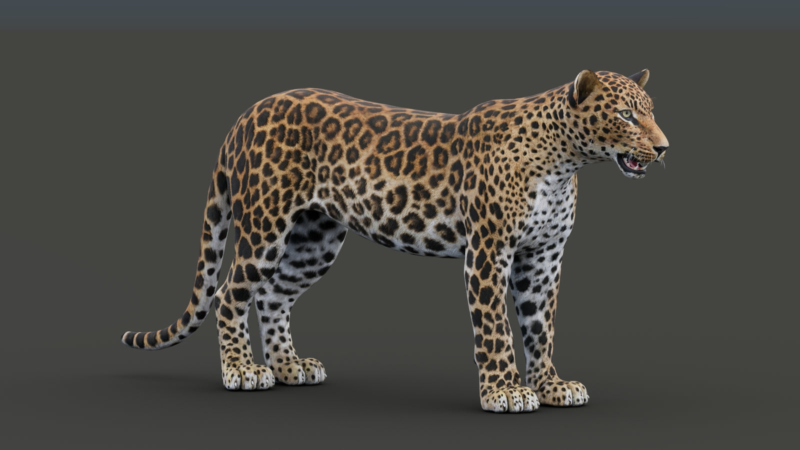 Sri Lankan Leopard 3D Model 360° view 1 frame 14