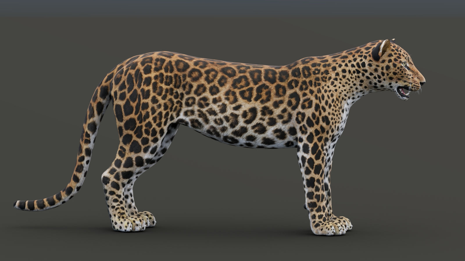 Sri Lankan Leopard 3D Model 360° view 1 frame 17