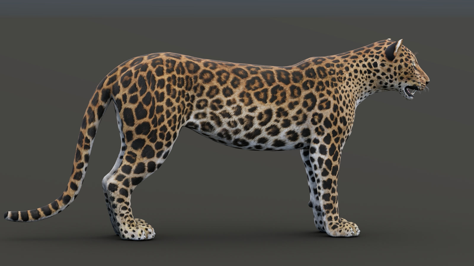 Sri Lankan Leopard 3D Model 360° view 1 frame 19
