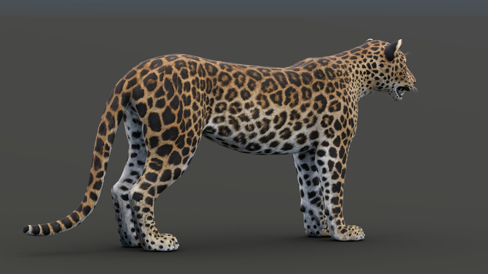 Sri Lankan Leopard 3D Model 360° view 1 frame 21
