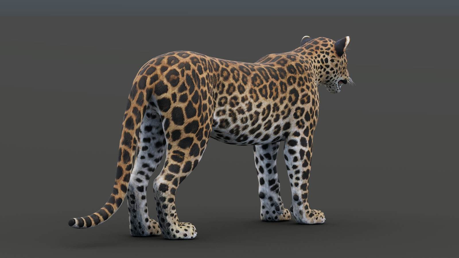 Sri Lankan Leopard 3D Model 360° view 1 frame 23