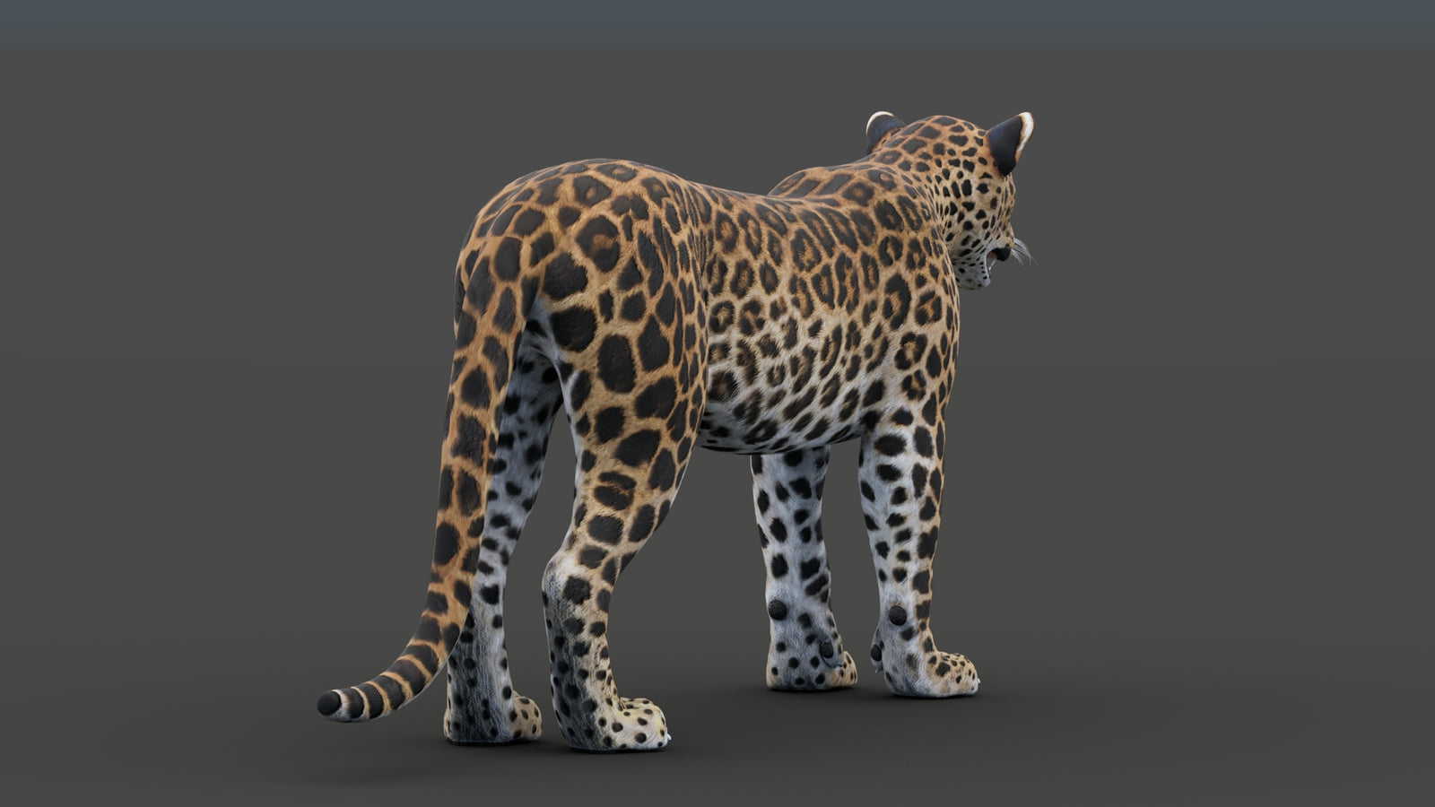 Sri Lankan Leopard 3D Model 360° view 1 frame 24