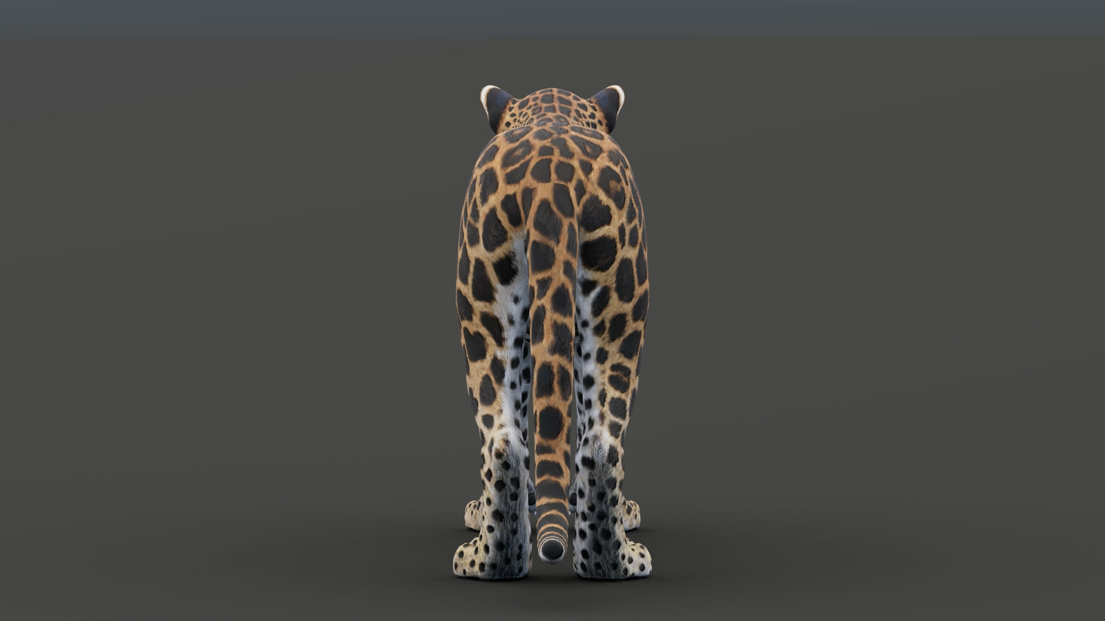 Sri Lankan Leopard 3D Model 360° view 1 frame 27