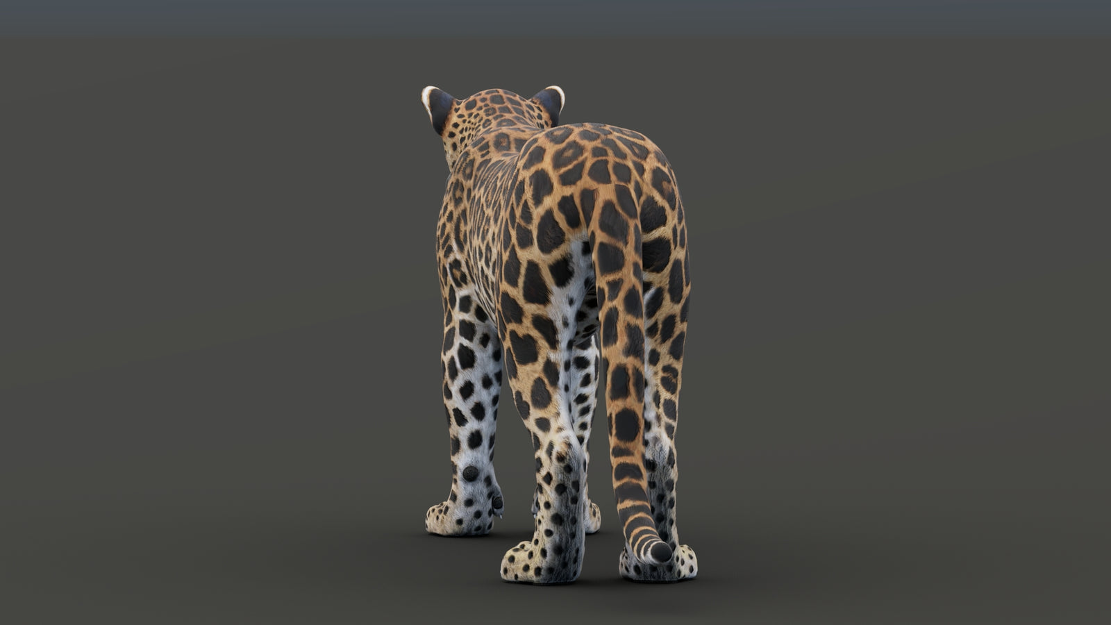 Sri Lankan Leopard 3D Model 360° view 1 frame 28