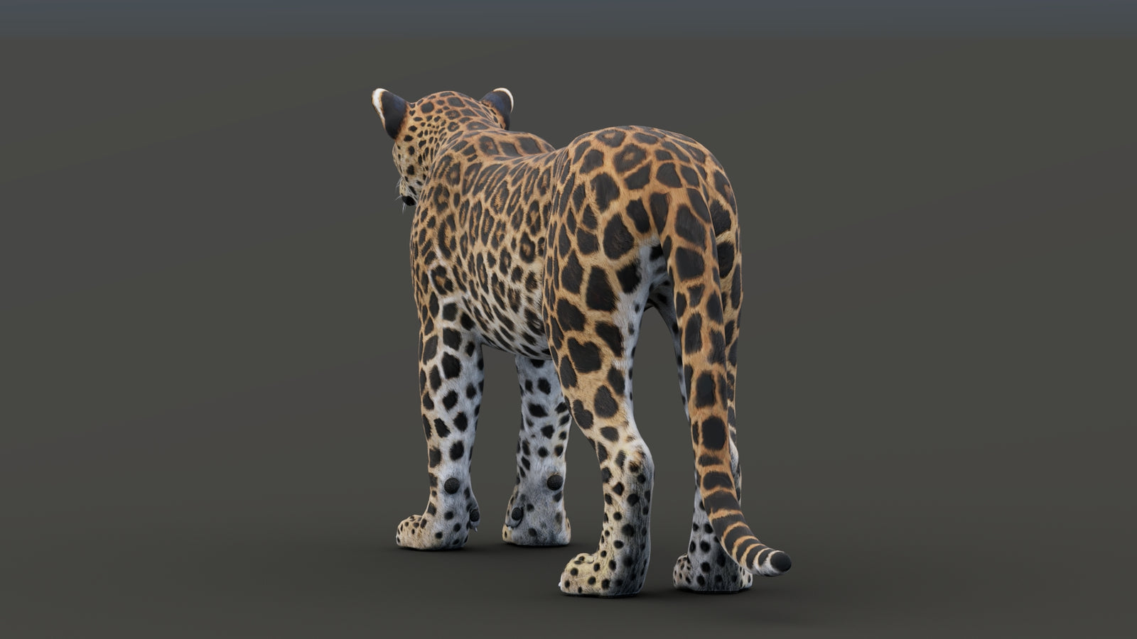 Sri Lankan Leopard 3D Model 360° view 1 frame 29
