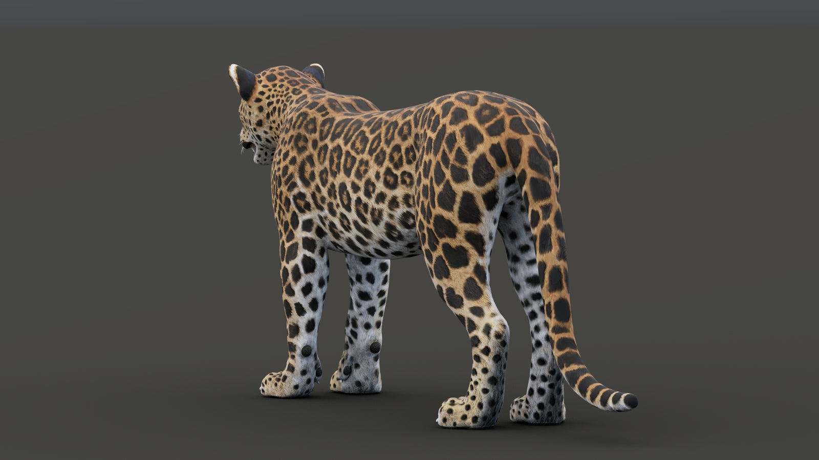 Sri Lankan Leopard 3D Model 360° view 1 frame 30