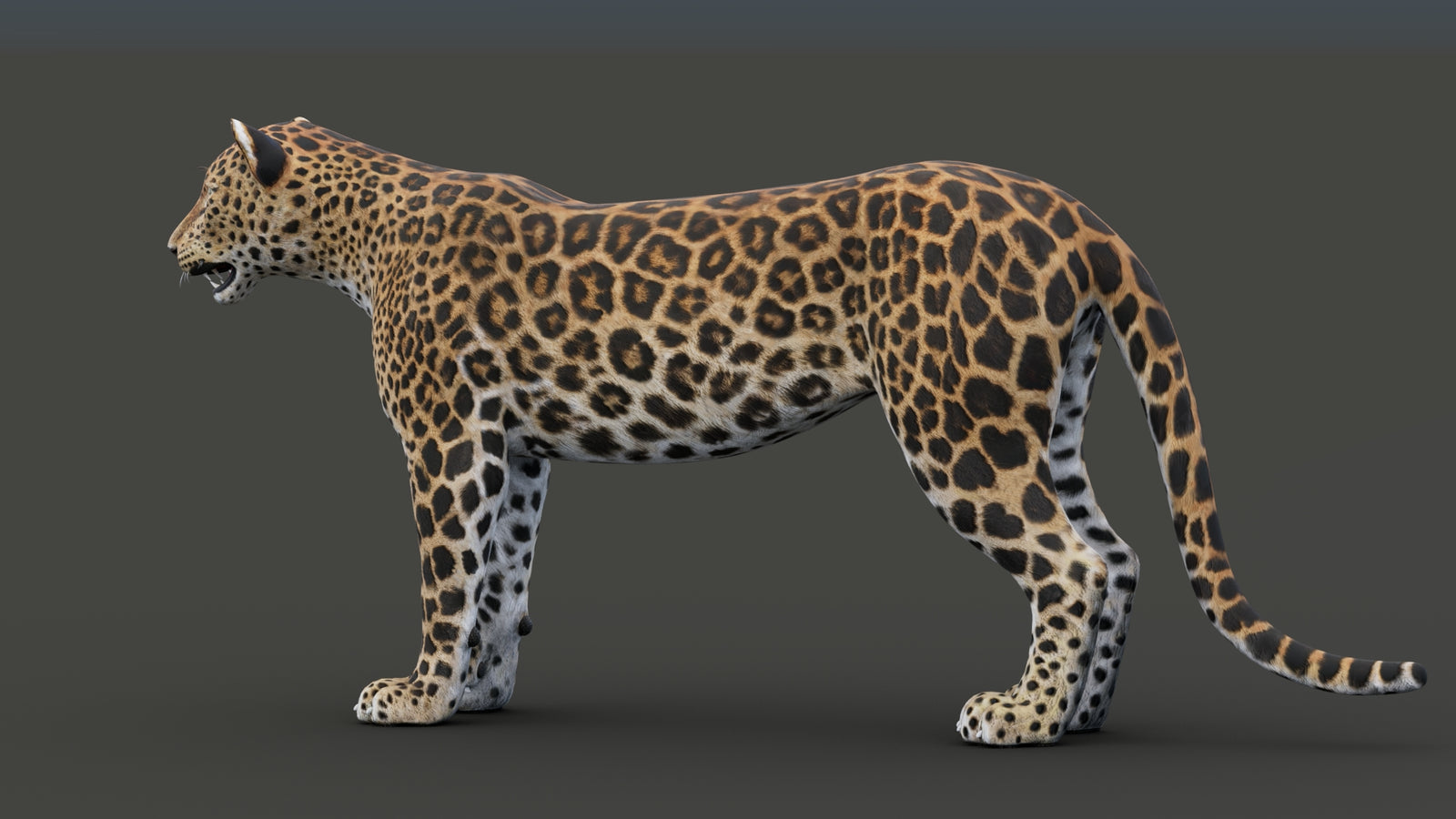 Sri Lankan Leopard 3D Model 360° view 1 frame 34