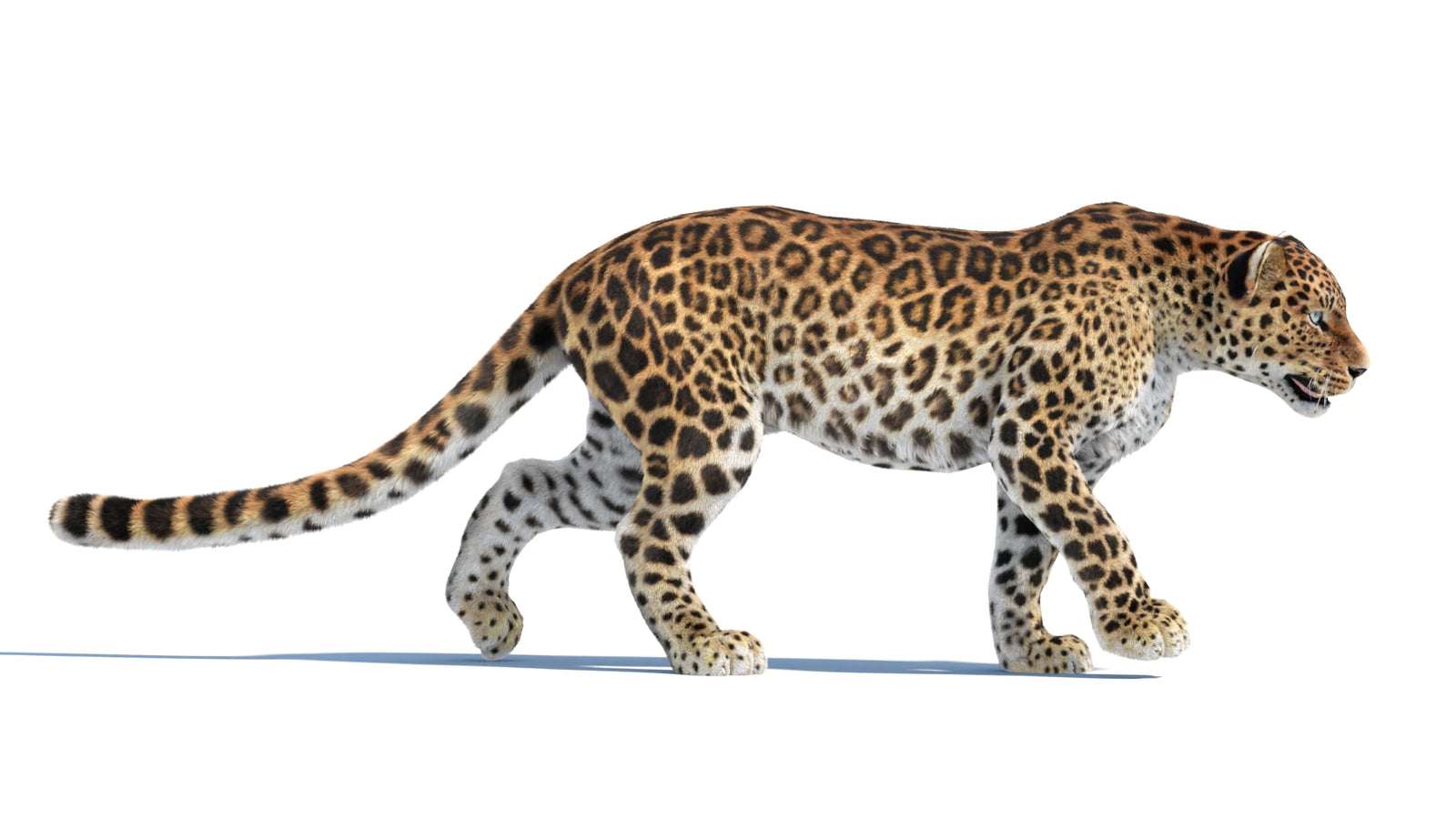 Animated Sri Lankan Leopard 3D Model Fur 360° view 4 frame 4