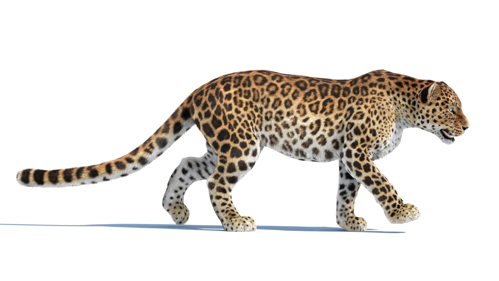 Animated Sri Lankan Leopard 3D Model Fur 360° view 4 frame 5