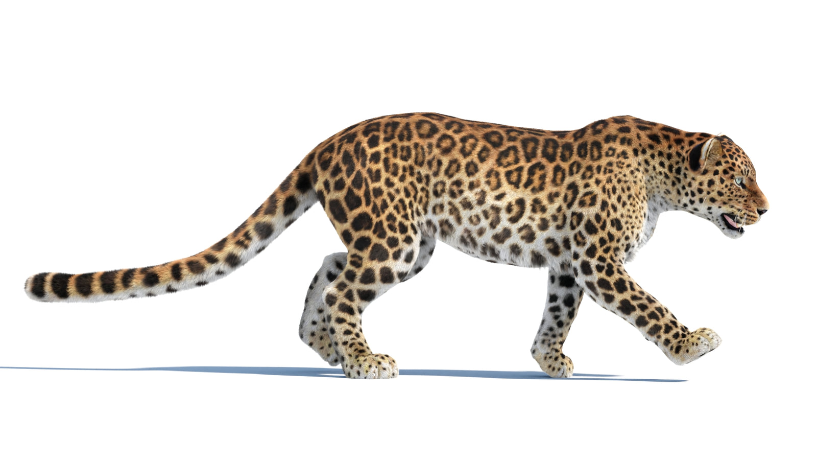 Animated Sri Lankan Leopard 3D Model Fur 360° view 4 frame 6