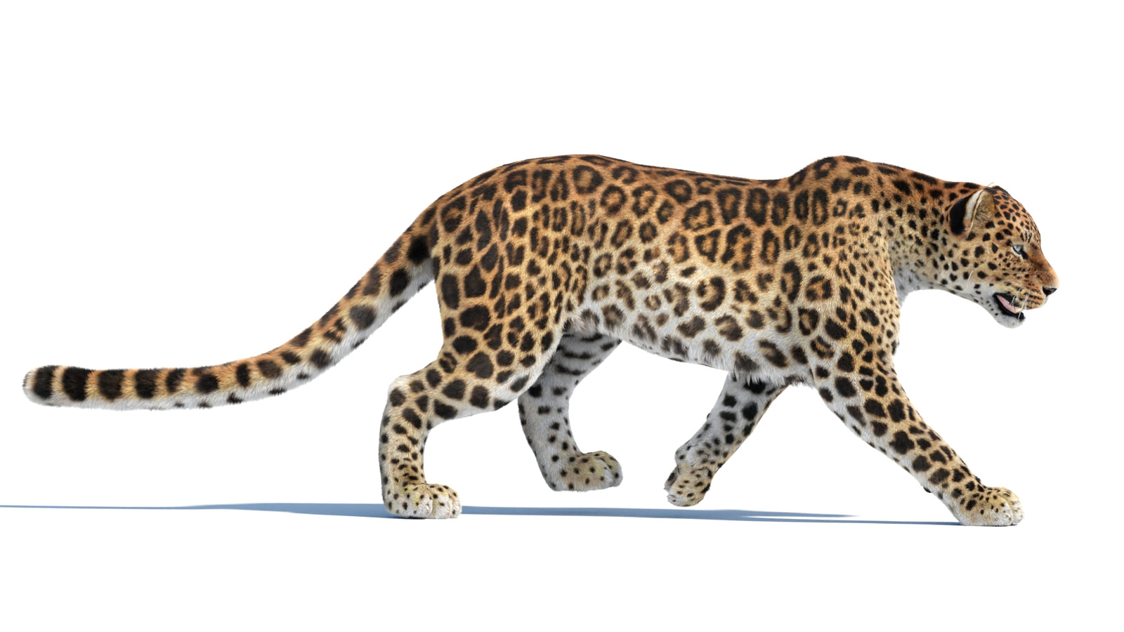 Animated Sri Lankan Leopard 3D Model Fur 360° view 4 frame 12