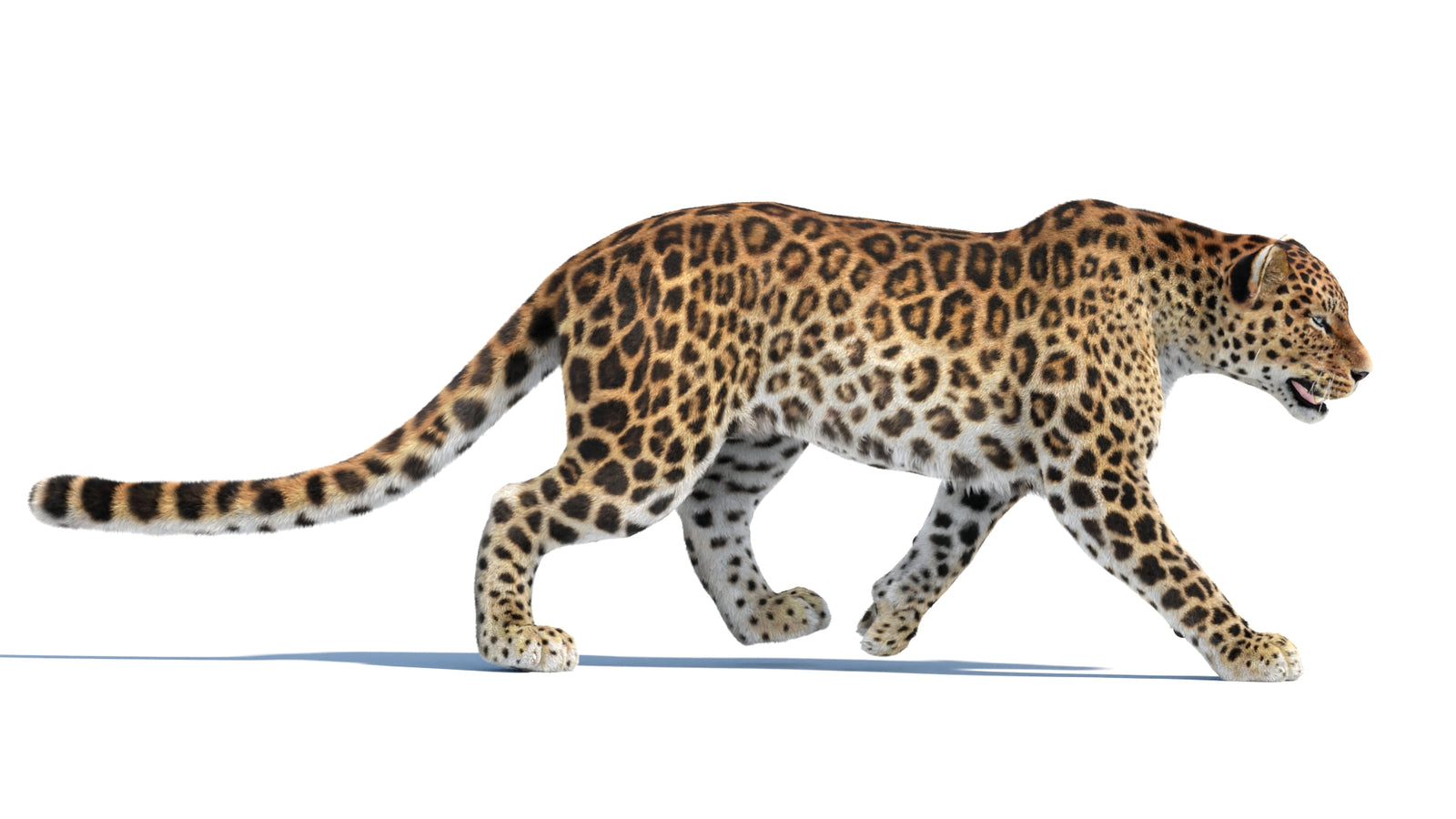 Animated Sri Lankan Leopard 3D Model Fur 360° view 4 frame 13