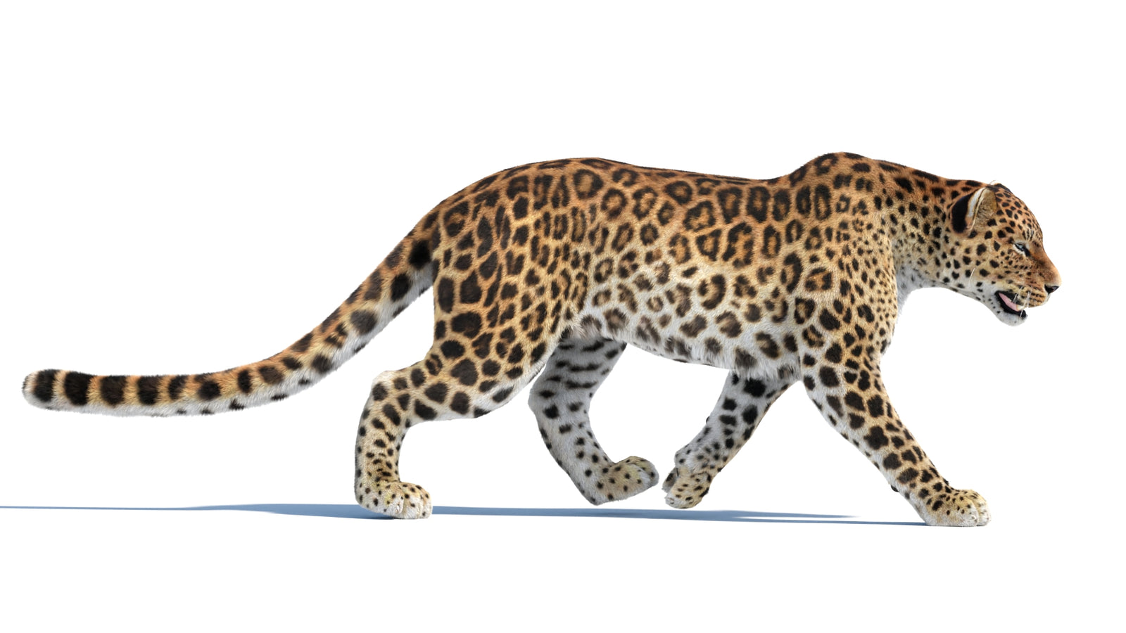 Animated Sri Lankan Leopard 3D Model Fur 360° view 4 frame 14