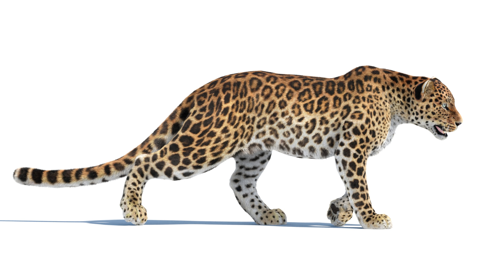 Animated Sri Lankan Leopard 3D Model Fur 360° view 4 frame 19