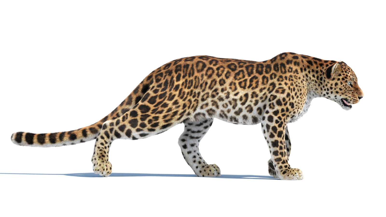 Animated Sri Lankan Leopard 3D Model Fur 360° view 4 frame 20