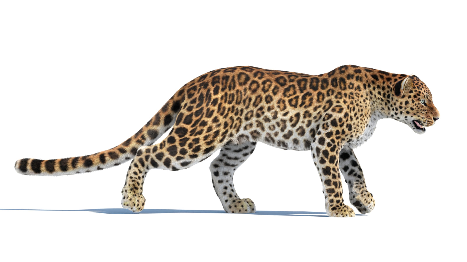 Animated Sri Lankan Leopard 3D Model Fur 360° view 4 frame 22