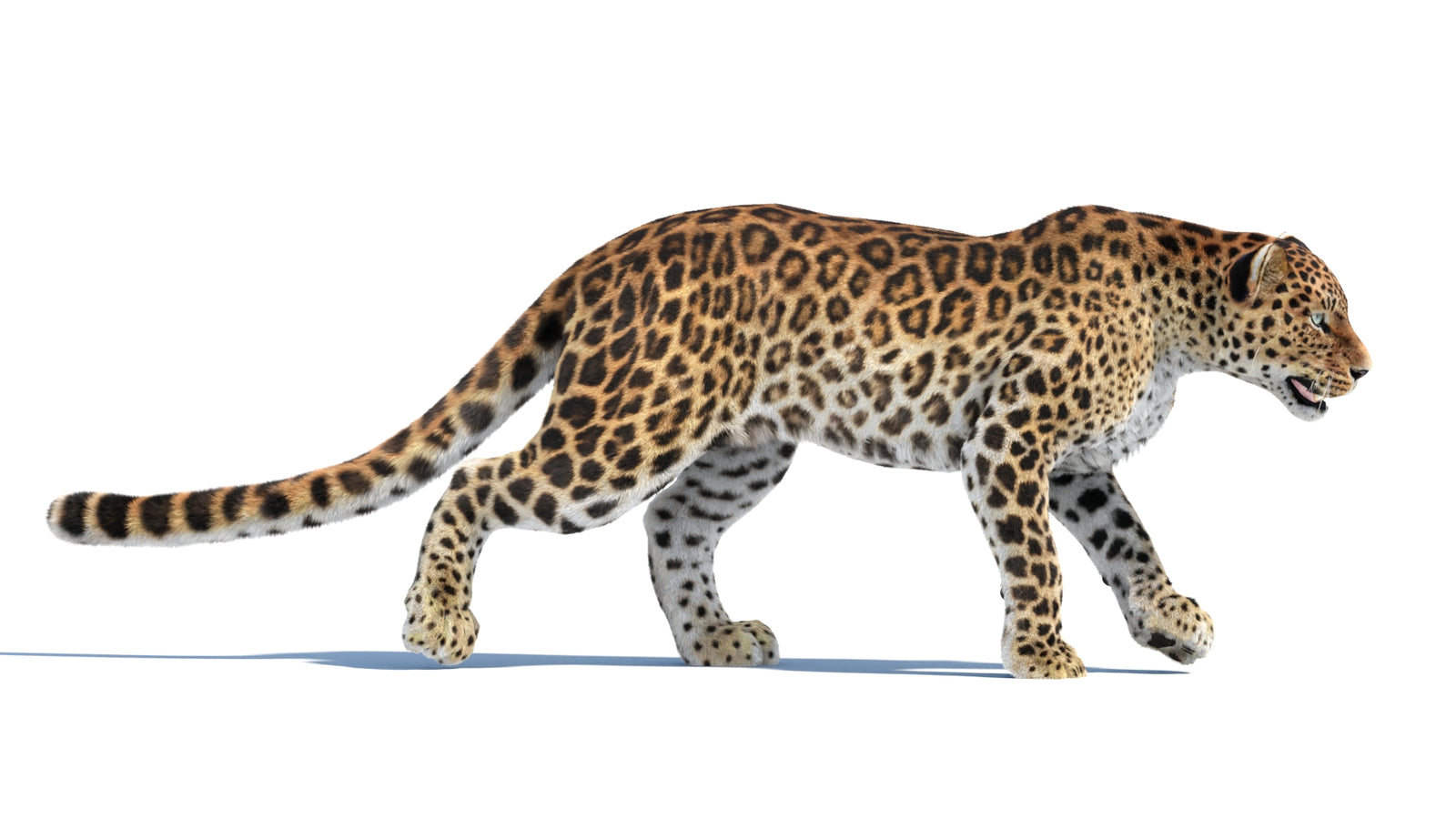 Animated Sri Lankan Leopard 3D Model Fur 360° view 4 frame 23