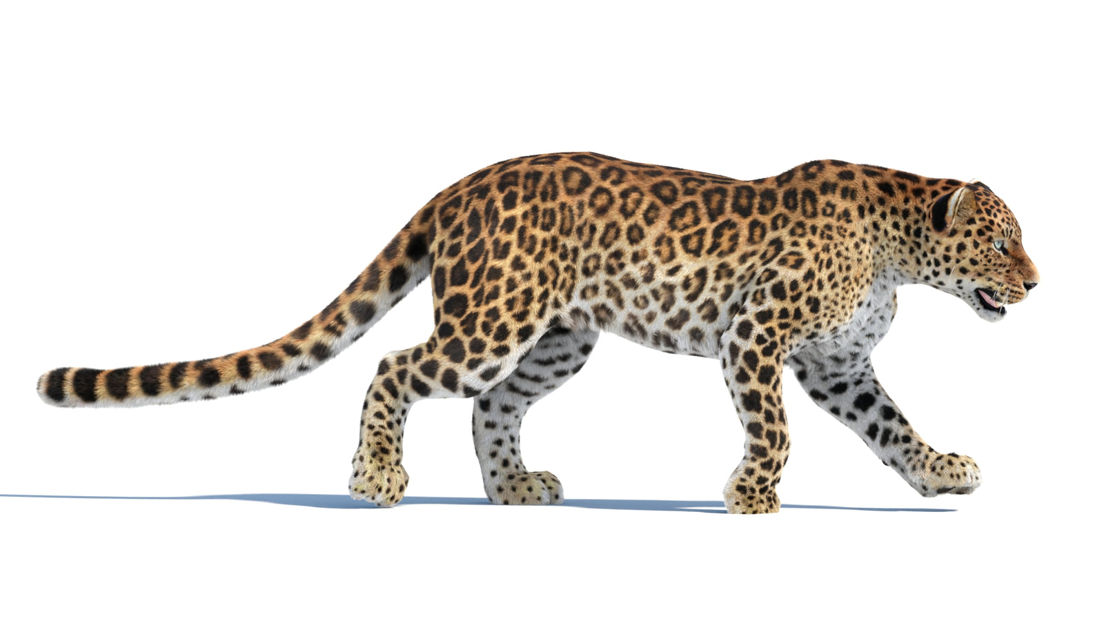 Animated Sri Lankan Leopard 3D Model Fur 360° view 4 frame 24