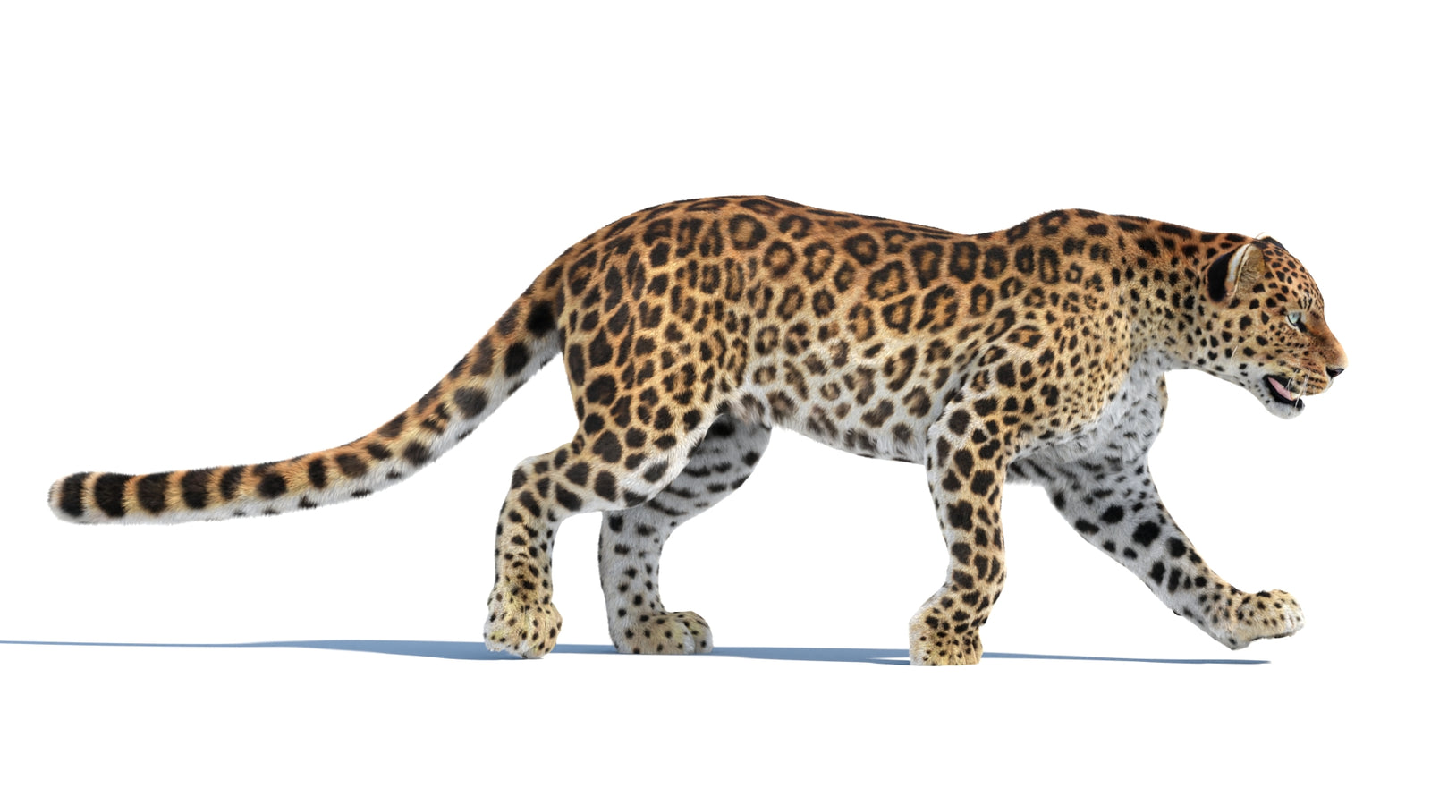 Animated Sri Lankan Leopard 3D Model Fur 360° view 4 frame 25