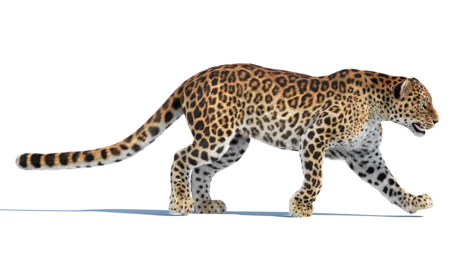 Animated Sri Lankan Leopard 3D Model Fur 360° view 4 frame 26