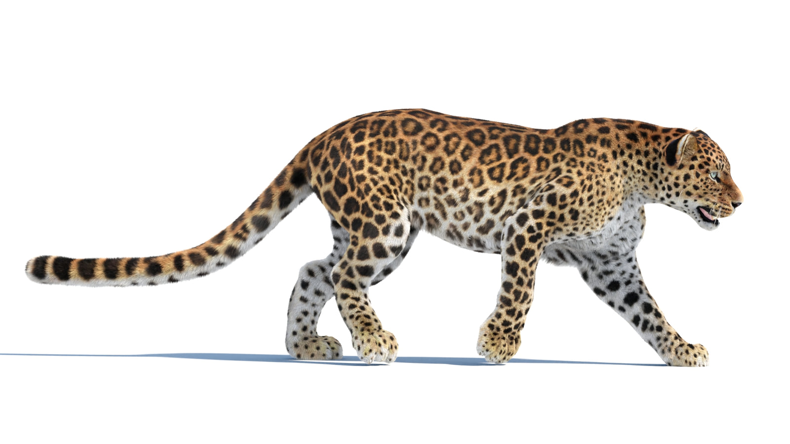 Animated Sri Lankan Leopard 3D Model Fur 360° view 4 frame 30
