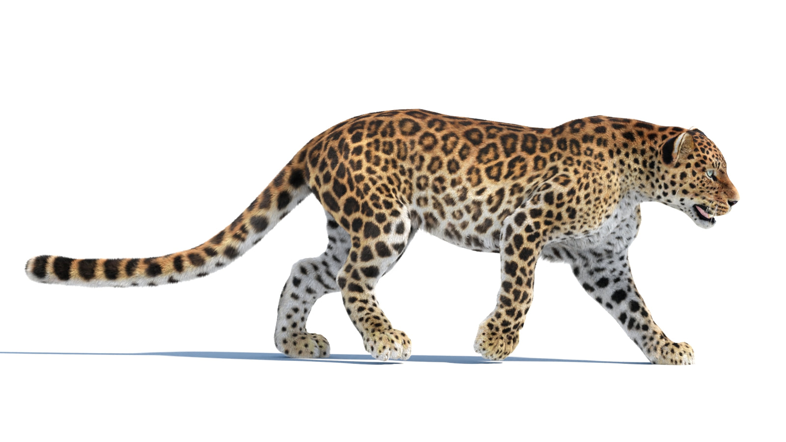 Animated Sri Lankan Leopard 3D Model Fur 360° view 4 frame 31