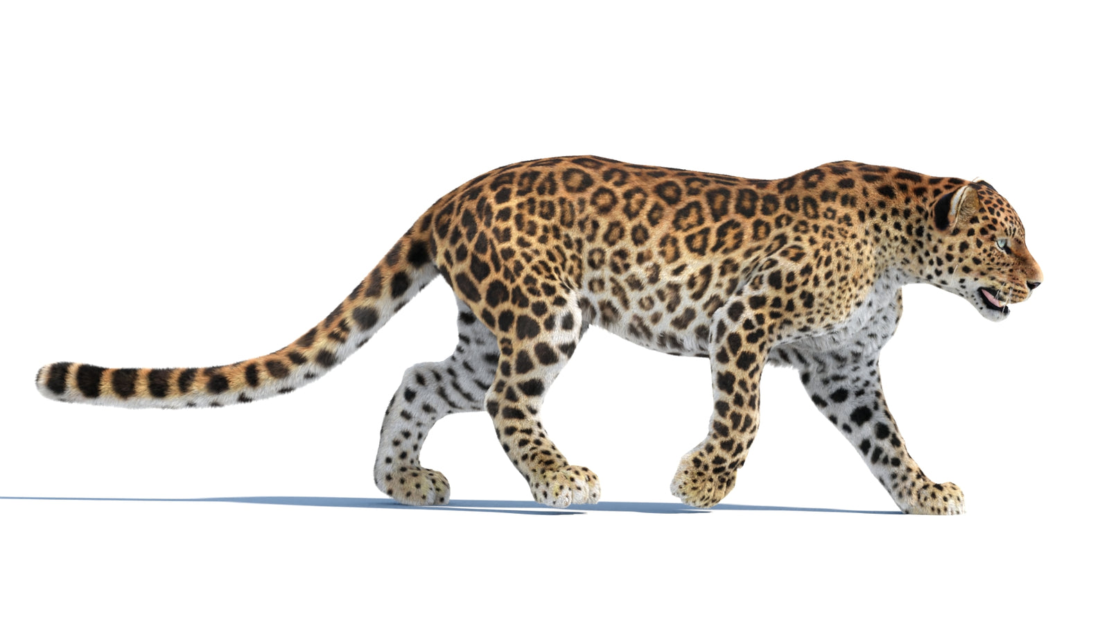 Animated Sri Lankan Leopard 3D Model Fur 360° view 4 frame 32