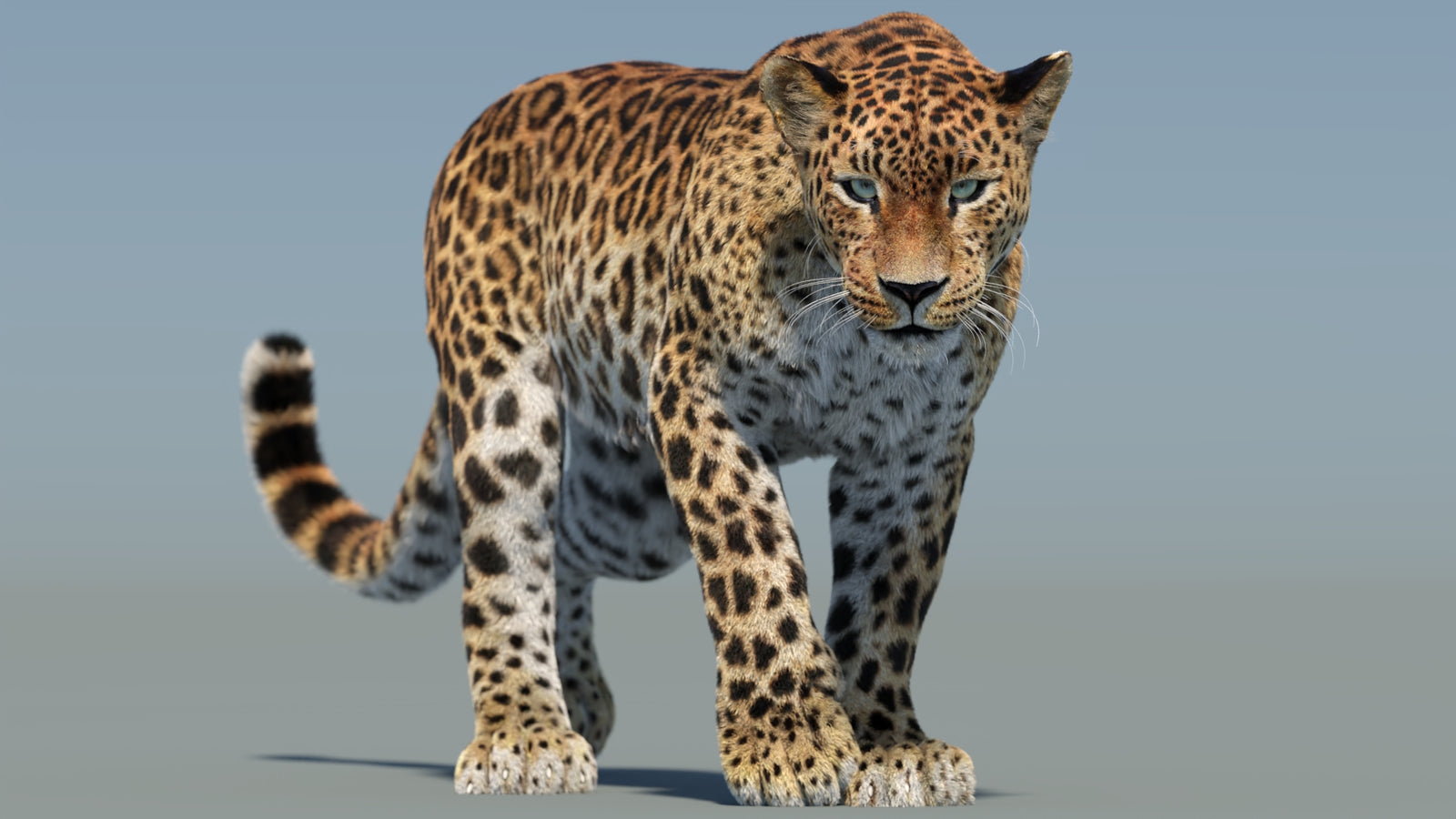 Animated Sri Lankan Leopard 3D Model Fur 360° view 2 frame 2