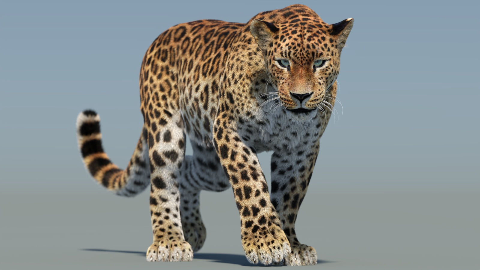 Animated Sri Lankan Leopard 3D Model Fur 360° view 2 frame 3