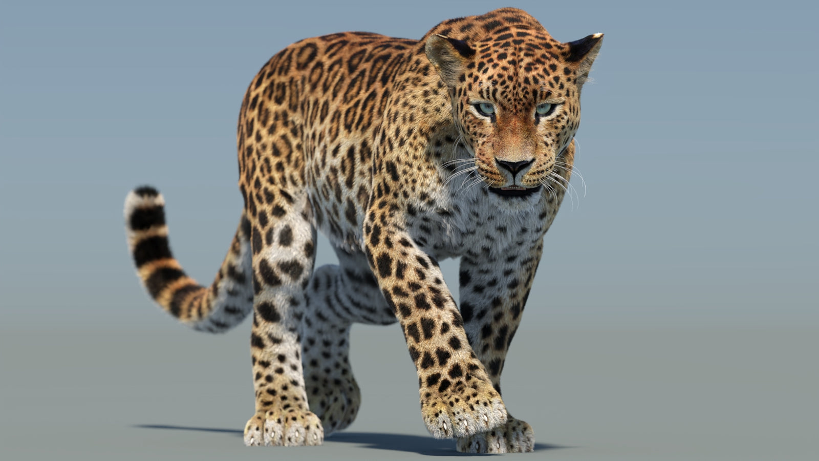 Animated Sri Lankan Leopard 3D Model Fur 360° view 2 frame 4