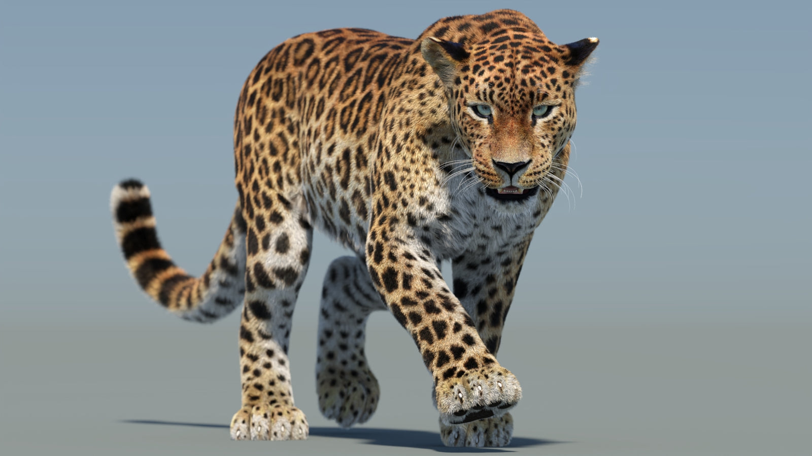 Animated Sri Lankan Leopard 3D Model Fur 360° view 2 frame 6