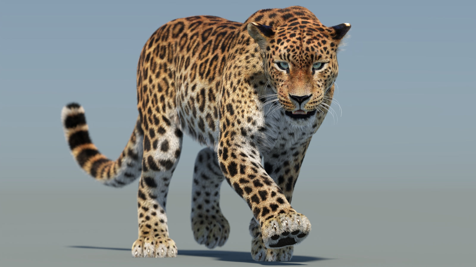 Animated Sri Lankan Leopard 3D Model Fur 360° view 2 frame 7