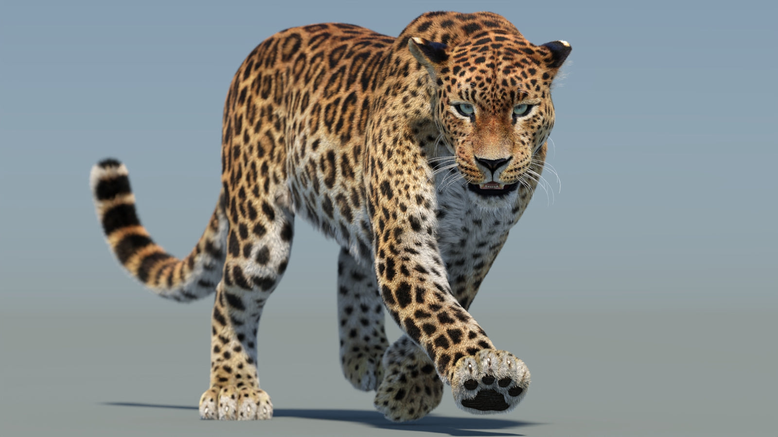 Animated Sri Lankan Leopard 3D Model Fur 360° view 2 frame 10