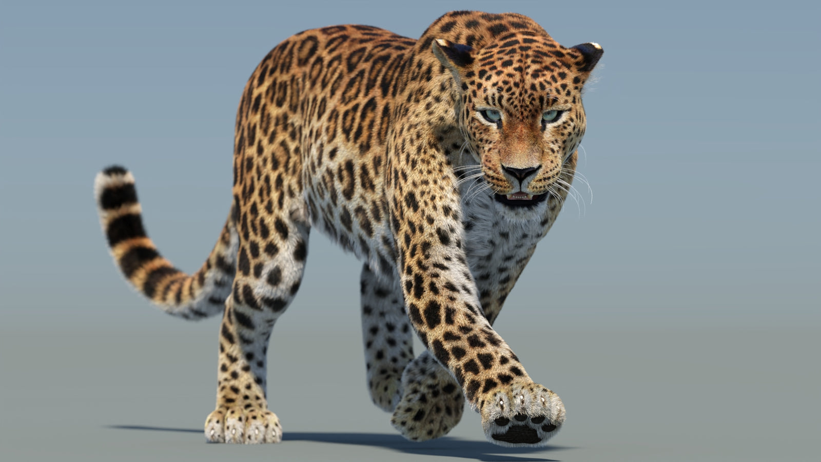 Animated Sri Lankan Leopard 3D Model Fur 360° view 2 frame 11