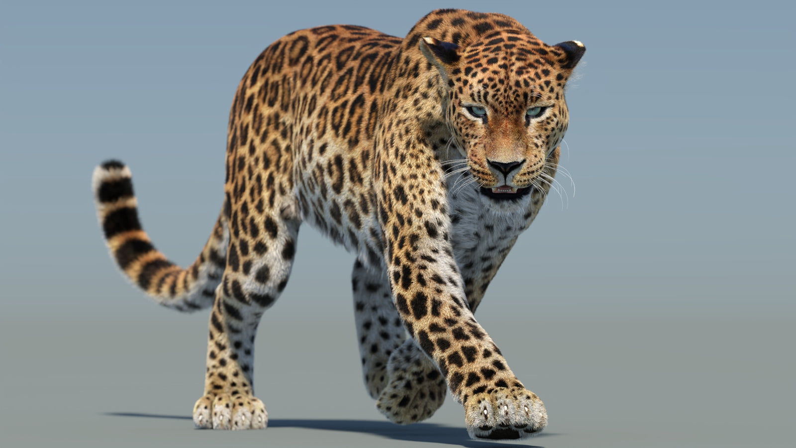 Animated Sri Lankan Leopard 3D Model Fur 360° view 2 frame 12