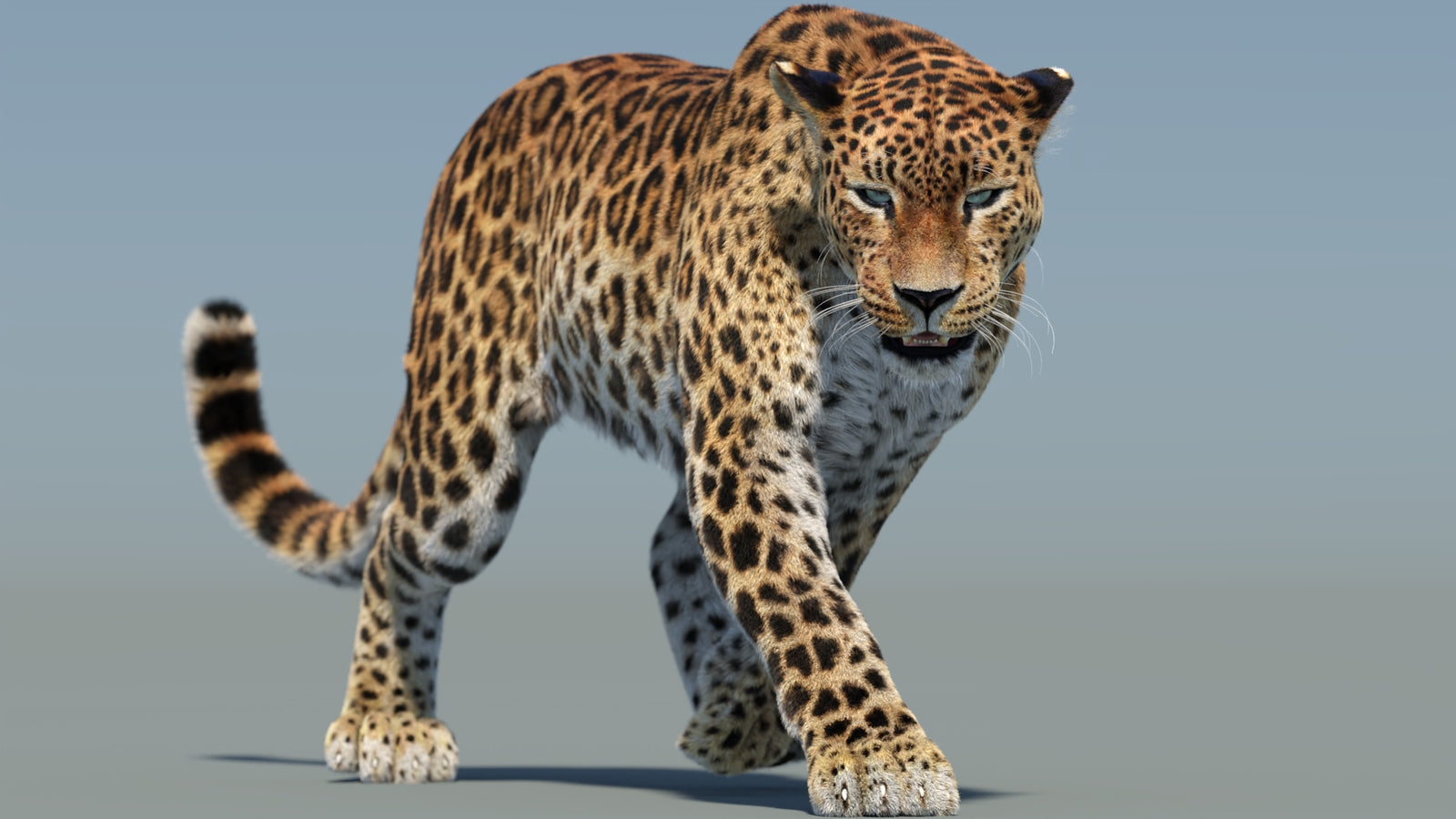 Animated Sri Lankan Leopard 3D Model Fur 360° view 2 frame 15