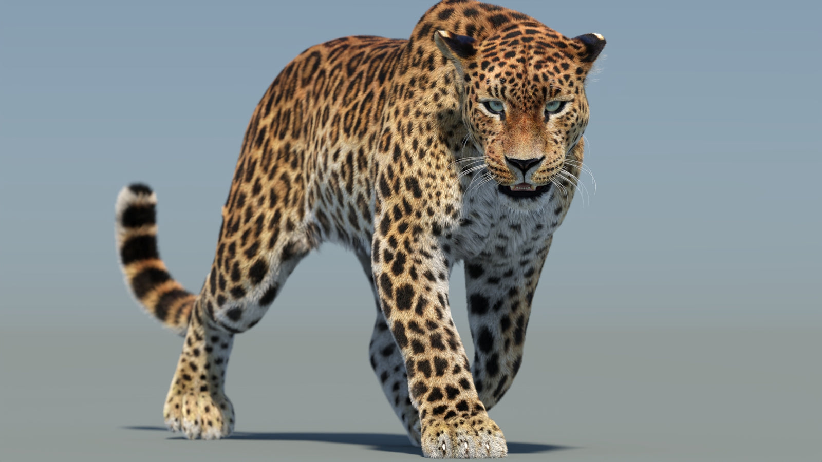 Animated Sri Lankan Leopard 3D Model Fur 360° view 2 frame 19