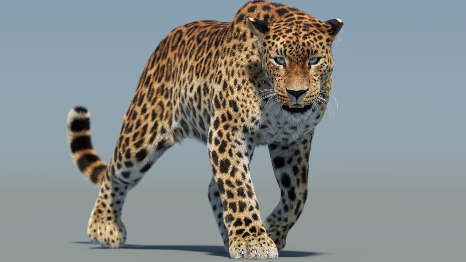 Animated Sri Lankan Leopard 3D Model Fur 360° view 2 frame 21