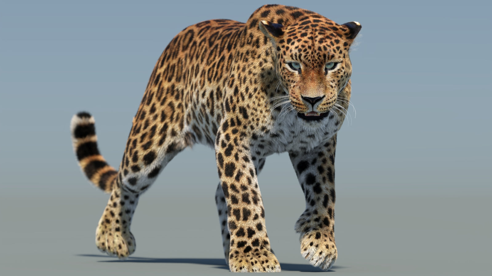 Animated Sri Lankan Leopard 3D Model Fur 360° view 2 frame 24