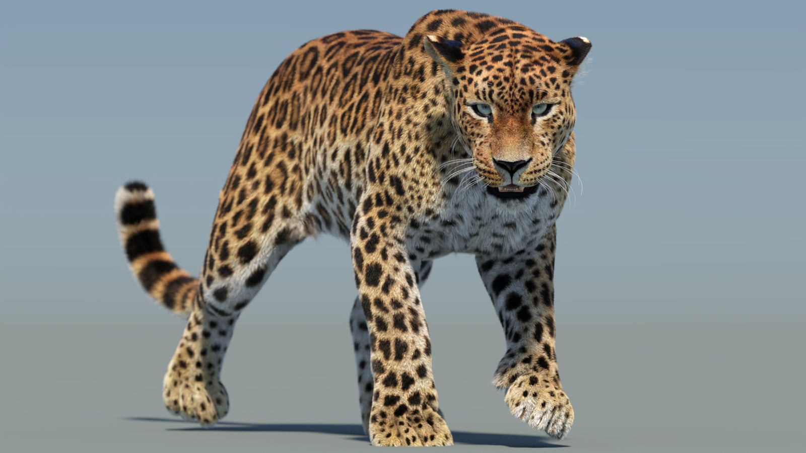 Animated Sri Lankan Leopard 3D Model Fur 360° view 2 frame 25