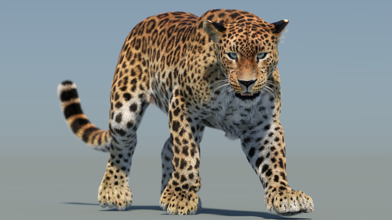 Animated Sri Lankan Leopard 3D Model Fur 360° view 2 frame 30