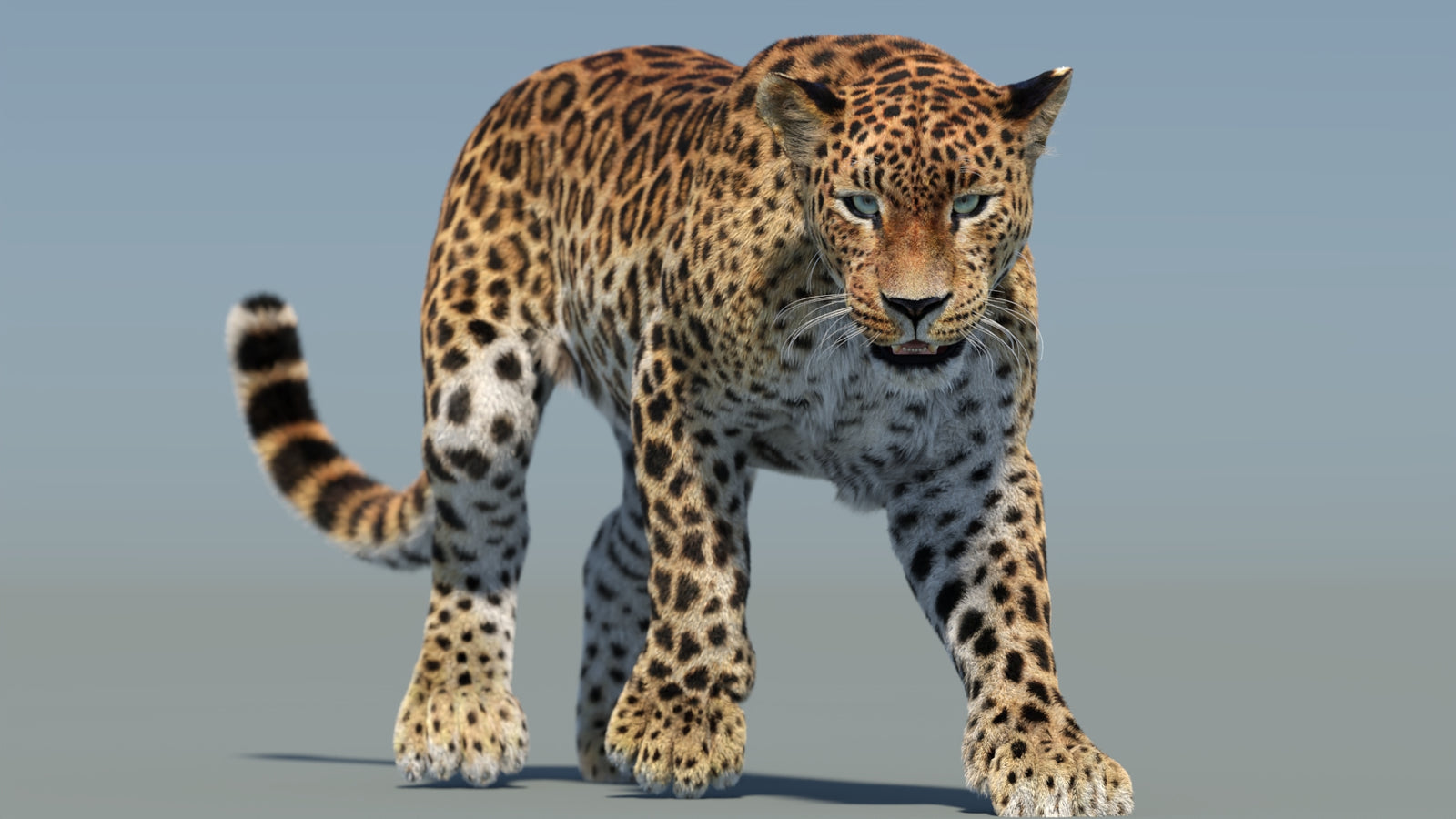 Animated Sri Lankan Leopard 3D Model Fur 360° view 2 frame 32