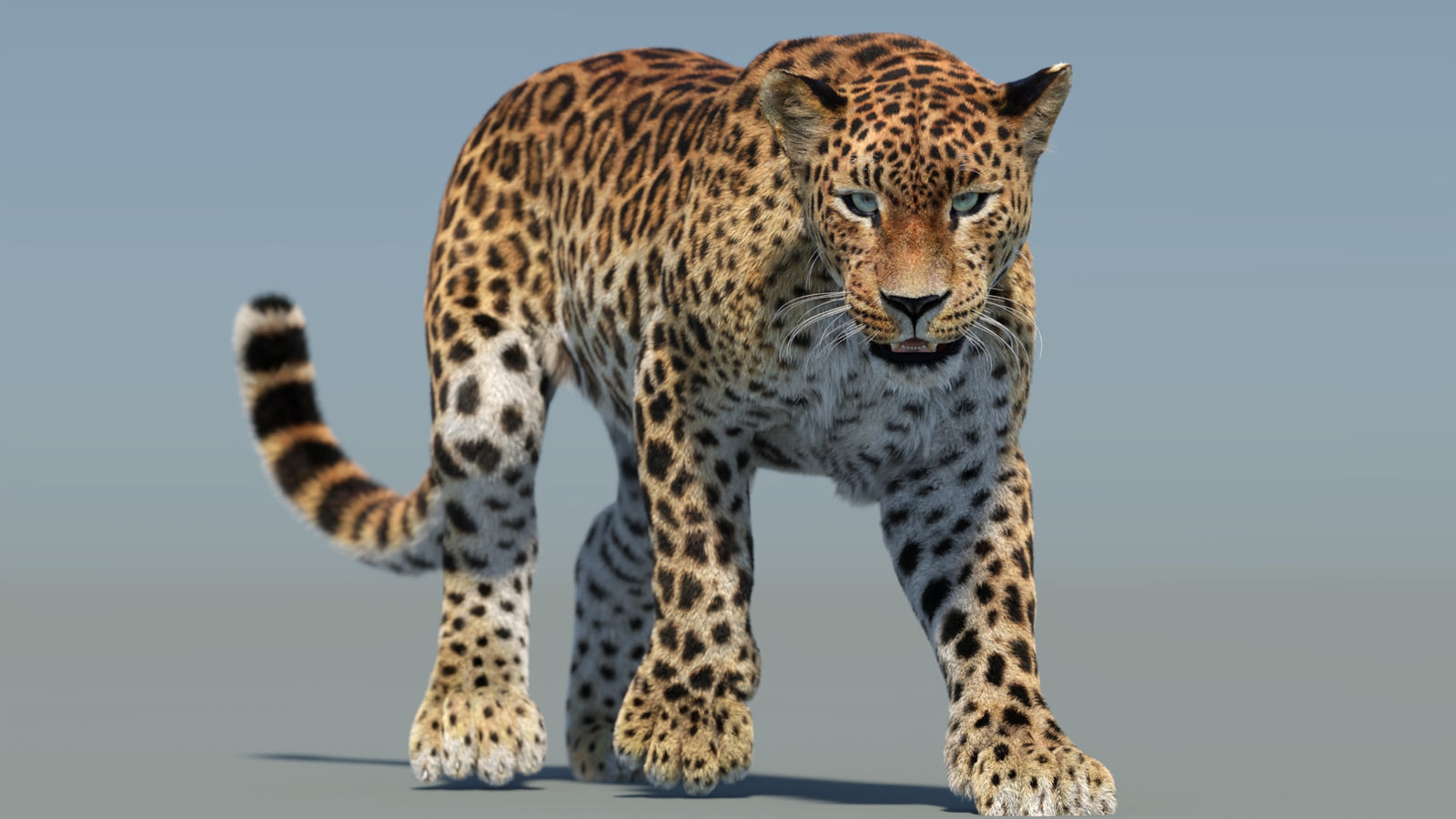 Animated Sri Lankan Leopard 3D Model Fur 360° view 2 frame 33