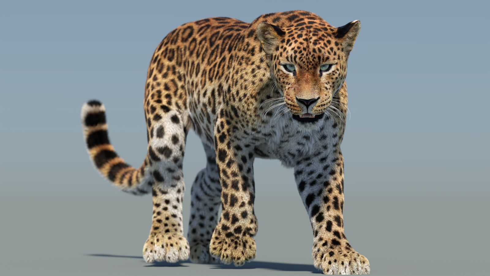Animated Sri Lankan Leopard 3D Model Fur 360° view 2 frame 34