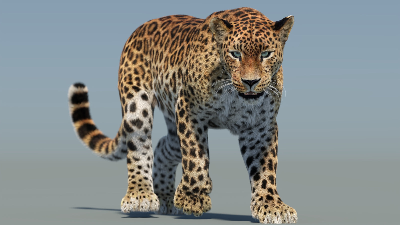 Animated Sri Lankan Leopard 3D Model Fur 360° view 2 frame 35