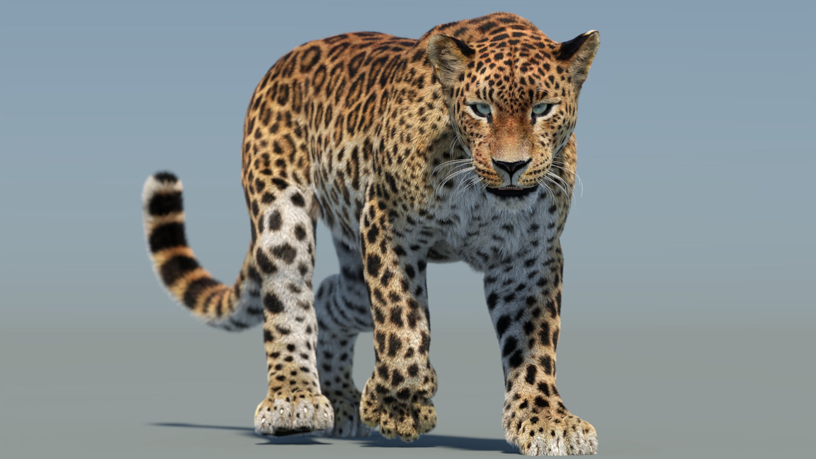 Animated Sri Lankan Leopard 3D Model Fur 360° view 2 frame 36